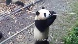 为什么老虎狮子不敢碰大熊猫？国宝：你可以查查我以前叫什么！