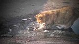猫咪抓鱼，乌鸦偷偷在身后准备“捡漏”，下一秒请憋住别笑