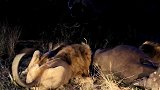 水牛对峙三头雄狮，试图营救死去的同伴