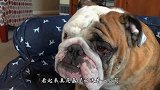 斗牛犬犯错以后，以为主人要炖了它，一直在瑟瑟发抖