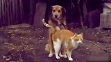 草地上的小猫，看这背后狗狗的样子，都好萌啊！