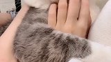 又乖又可爱的土豆 抱着手手乖乖等撸☺️猫与猫与猫与猫 猫 吸猫