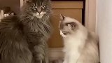 猫咪对着你轻蔑一笑，单身狗学着点