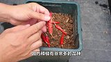繁殖辣椒只用一个方法在家就能栽种