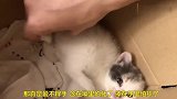主人得到一只小奶猫，除了喜欢就是想盘它
