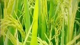稻花香里说丰年，听取蛙声一片