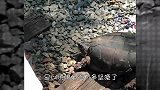 乌龟被卡铁轨，龟壳都已经压变形，被救出时奄奄一息