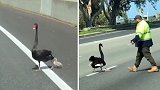 澳大利亚：温馨！好心卡车司机帮助天鹅过马路
