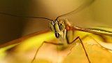 法国反物种歧视专家呼吁：不能杀蚊子！蚊子需要我们的血养活宝宝