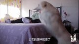 当主人在媳妇身旁躺下，金毛当时就不干了：当我不存在啊