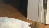 当绝育的公猫碰见发情的母猫，都是姐妹你这么整我心贼乱