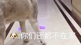 原因是因为我爸去接我侄子放学 给它锁我房间里了 然后回到家后就生气了 动怒了。
