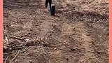 搞笑视频：这是莫名其妙躺枪呀！