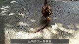 为何五毒之一的蜈蚣，却偏偏害怕“大公鸡”？看完才恍然大悟