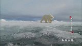 北极熊掉进冰窟窿里，海豹却在一旁看戏