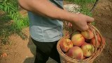夏日蜜桃终结者！情侣在家自制蜜桃酱和蜜桃酒，简单又美味