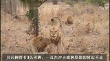 沙卡雄狮联盟：疯狂的吼叫，宣示自己的地主雄狮地位