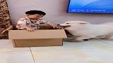 子墨被困箱子里让萨摩哈哈救他，下一秒哈哈的做法真聪明，棒棒哒
