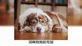 宠物冷知识，如何挑选健康的狗狗？奇怪的知识又增加了