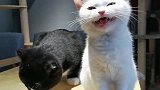 白猫：为什么只给它吃的，铲屎的不带这么欺负猫的！