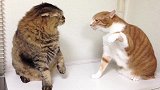 橘猫生气后果很严重，小拳头哐哐猛砸，听声音都脑瓜疼