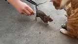 猫：铲屎官用绳子把你腿拴住了，看你往哪跑！