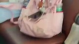 员工上班时发现，后座竟然多出条狗来