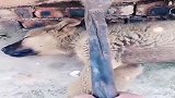 汪星人：当时我害怕极了~