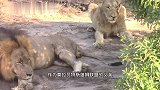 莫拉贝特斯雄狮：战斗失败，后半身受重伤，跑到营地求助