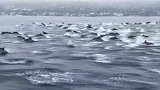 场面壮观！男子驾船遇上百只海豚现身同游