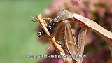 主人给螳螂看蜘蛛视频，下一秒千万憋住笑！镜头拍下全过程