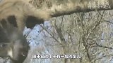 作死猫咪狂扇母鸡耳光，母鸡当场气炸毛，结果可惨了！