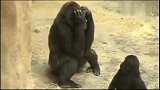 一只处于叛逆期的小猩猩，猩猩爸爸好无奈啊！