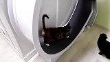 黑猫在跑圈上玩，狸花猫蹲在下面也想上去玩一把，黑猫：凭你也配