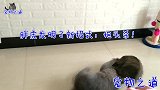 新来的小猫和家里的公猫打架，公猫打不过突然亮绝招，小猫发火了