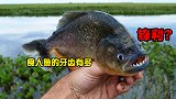 食人鱼的牙齿到底有多厉害，连铁丝都能咬断，它的天敌是什么？
