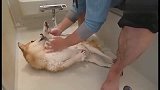 主人给柴犬洗澡，这是我见过最配合主人洗澡的狗狗了！