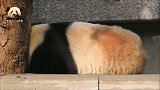 又到了思考熊生的时间，熊猫旦旦全力卖萌，一点也不敷衍