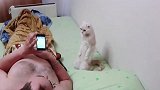 超爱国的猫咪，主人一放国歌就下跪，表情太逗了可爱极了！