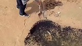 即将干涸的水坑有很多蝌蚪几名帅哥拯救蝌蚪挖沟引流