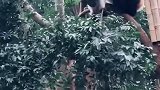 大熊猫：快下来玩，树上太危险了！