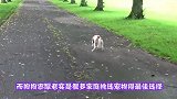 两只母鸡被大雪埋着无法动弹，金毛刨开积雪救出它们，场面太暖心
