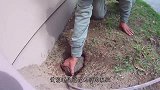男子在后院发现个洞，等挖开一看，竟找到了“失踪多年”的宠物！