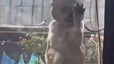 小狗被关在外面，一直疯狂抓玻璃，愤怒中带着委屈