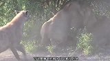 两头狮子当着雄狮面交配，雄狮将怒火发泄给鬣狗，没眼看了