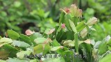 入夏养蟹爪兰，第一个步骤先做好，后期度夏无压力