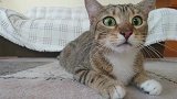 趴在地上的猫咪一脸好奇的看着主人，你这是怎么了，表情好呆！