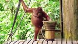 实拍：红毛猩猩管理着吃的
