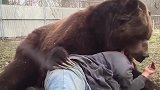 老外躺在棕熊怀里睡觉，下秒意外发生了，网友真是性情难测