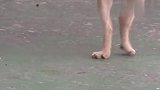 狗狗天天跟主人跳广场舞，不料竟成了网红，网友：跳得太好了！